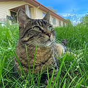 Luna joined the competition — help win amazing prizes! cat, tabby_cat, grass, outdoor, house, blue_sky, whiskers, greenery, pet, animal, nature, fur, relaxed, daytime, mammal, closeup, portrait, ears, eyes