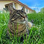 cat, tabby_cat, grass, outdoor, house, blue_sky, whiskers, greenery, pet, animal, nature, fur, relaxed, daytime, mammal, closeup, portrait, ears, eyes