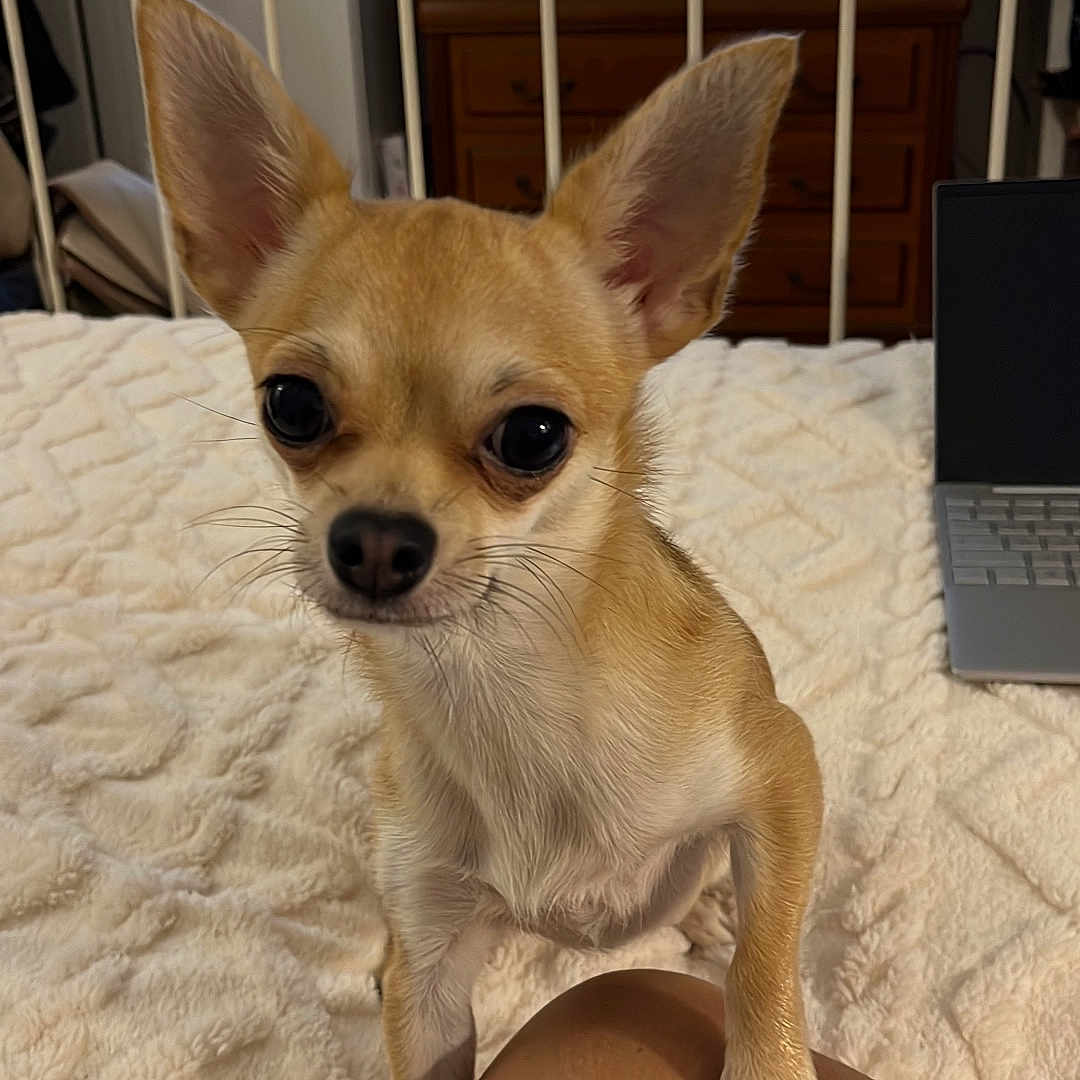 Chanel a rejoint le concours — aidez-le/la à gagner de superbes lots ! animal, canine, chihuahua, computer, computerhardware, couch, dog, electronics, furniture, hardware, indoors, interiordesign, laptop, monitor, pc, person, pet, puppy, screen, tv