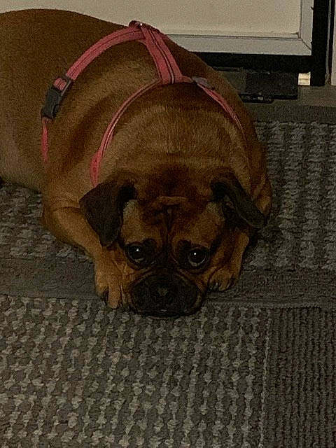 Chappie joined the competition — help win amazing prizes! canidae, carnivore, companion_dog, dog, dog_breed, fawn, flooring, mammal, pug, puggle, puppy, snout, toy_dog, wrinkle