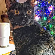 Roux Doll joined the competition — help win amazing prizes! abyssinian, accessories, animal, art, blackcat, cat, face, head, indoors, kitten, lighting, manx, painting, person, pet, photography, plant, portrait, pottedplant, purple