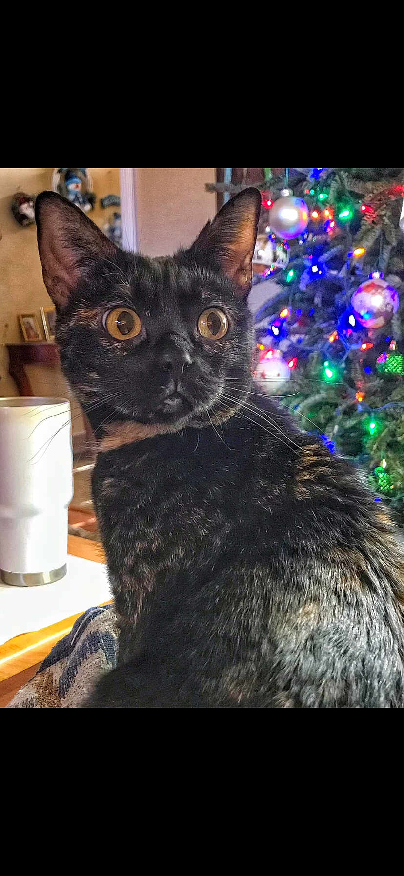 Roux Doll joined the competition — help win amazing prizes! abyssinian, accessories, animal, art, blackcat, cat, face, head, indoors, kitten, lighting, manx, painting, person, pet, photography, plant, portrait, pottedplant, purple