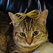 Caramelle a rejoint le concours — aidez-le/la à gagner de superbes lots ! cat, tabby, green_eyes, bow, golden_bow, pet, animal, fur, whiskers, ears, close_up, indoor, leather, couch, resting, cute, portrait, feline, domestic_cat, relaxed