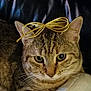 cat, tabby, green_eyes, bow, golden_bow, pet, animal, fur, whiskers, ears, close_up, indoor, leather, couch, resting, cute, portrait, feline, domestic_cat, relaxed