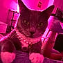 Bunny is registered to the contest to win money with this photo: cat, pet, indoor, pink_light, pearl_necklace, feline, paws, close_up, animal, domestic_cat, looking_at_camera, furniture, home, cozy, portrait, whiskers, ears, collar, table, lamp