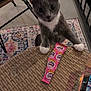 cat, gray_cat, white_paws, curious, indoor, table, woven_table, candy_wrapper, pink_wrapper, floor_rug, patterned_rug, chair, paws, pet, looking_up, furniture, home, close_up, animal, domestic_cat