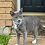 cat, gray_cat, white_paws, purple_collar, outdoor, walkway, brick_wall, door, green_eyes, pet, animal, feline, closeup, portrait, walking, curious, focus, shallow_depth_of_field, nature, domestic