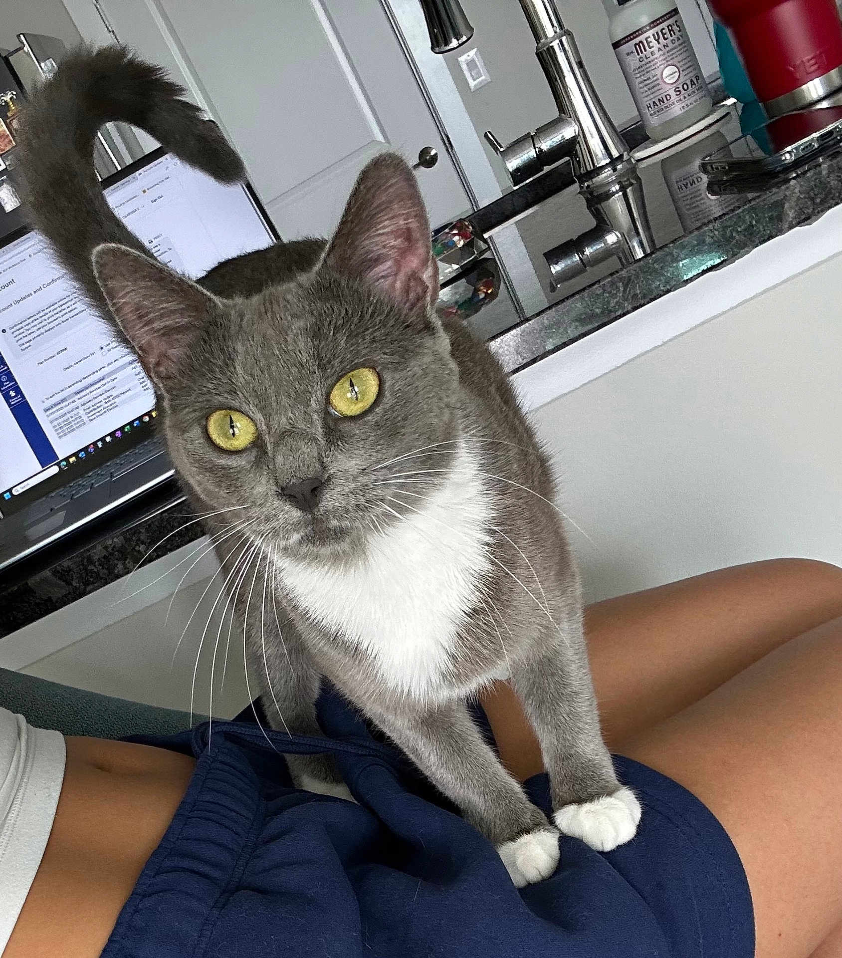 Bunny joined the competition — help win amazing prizes! cat, gray_cat, white_paws, yellow_eyes, indoor, person, lap, kitchen_counter, laptop, faucet, hand_soap, red_cup, curious, pet, domestic_animal, short_fur, whiskers, white_chest, relaxed, household_items