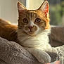 Aby a rejoint le concours — aidez-le/la à gagner de superbes lots ! cat, orange_cat, white_cat, pet, animal, feline, indoor, window, sunlight, soft_texture, perch, relaxed, cute, whiskers, ears, paw, fur, close_up, portrait, domestic_cat