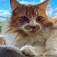 Aby a rejoint le concours — aidez-le/la à gagner de superbes lots ! cat, fluffy, orange, white, pet, animal, closeup, face, paw, fur, relaxed, indoors, blanket, cozy, sky, clouds, nature, portrait, cute, whiskers
