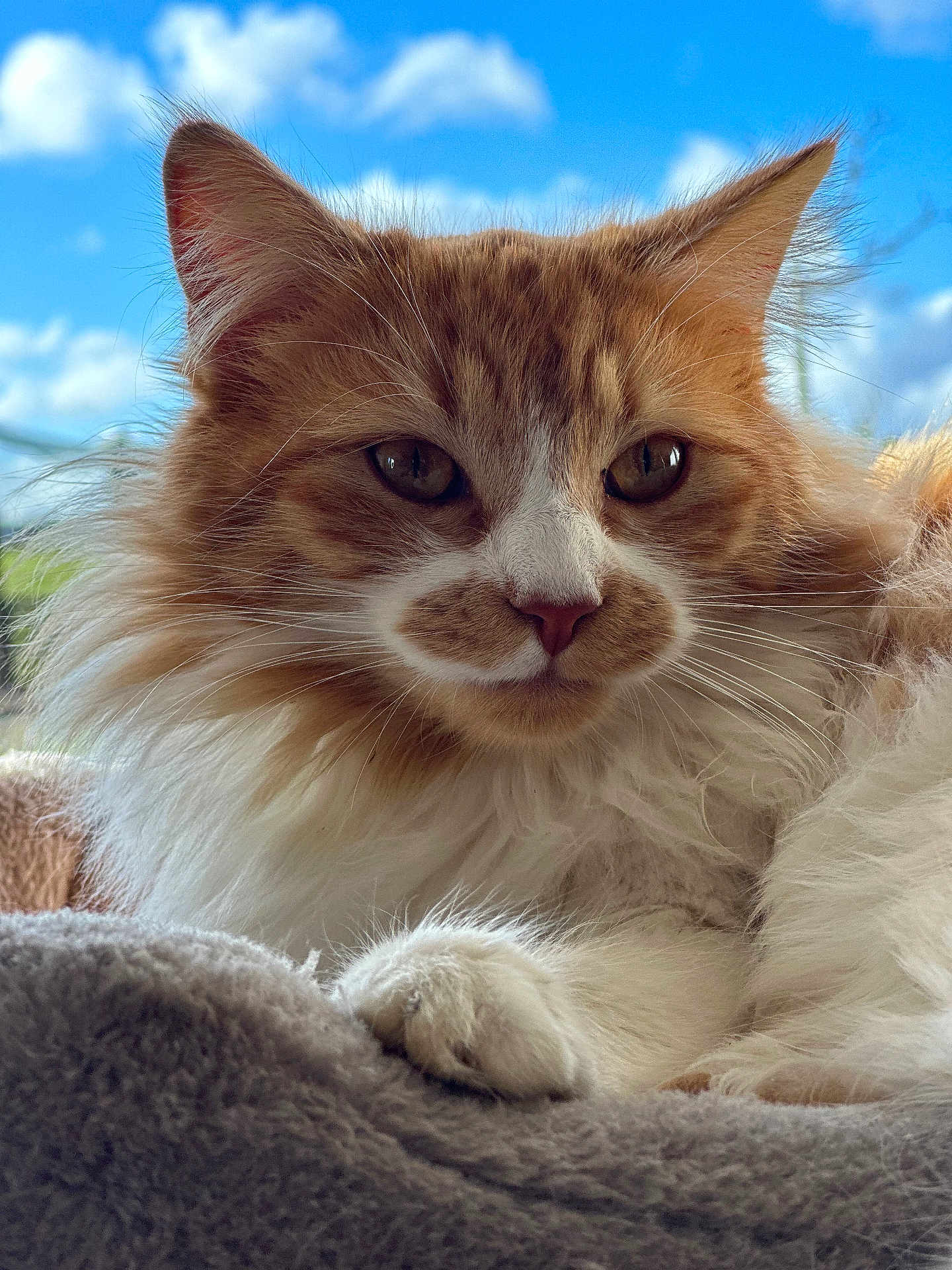 Aby a rejoint le concours — aidez-le/la à gagner de superbes lots ! cat, fluffy, orange, white, pet, animal, closeup, face, paw, fur, relaxed, indoors, blanket, cozy, sky, clouds, nature, portrait, cute, whiskers