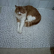 Aby a rejoint le concours — aidez-le/la à gagner de superbes lots ! animal, bath_mat, cat, cozy, cute, feline, floor, fluffy_cat, indoor, orange_cat, paw, pet, relaxed, resting, sleepy, tail, textured_mat, tile_wall, whiskers, white_cat