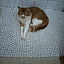 animal, bath_mat, cat, cozy, cute, feline, floor, fluffy_cat, indoor, orange_cat, paw, pet, relaxed, resting, sleepy, tail, textured_mat, tile_wall, whiskers, white_cat