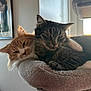 Aby participe au concours pour gagner de l'argent avec cette photo : animal, cat, cat_tree, cats, close_up, companion, cozy, cute, domestic_cat, ears, feline, fur, indoor, orange_cat, pet, resting, sleepy, snuggling, tabby_cat, whiskers