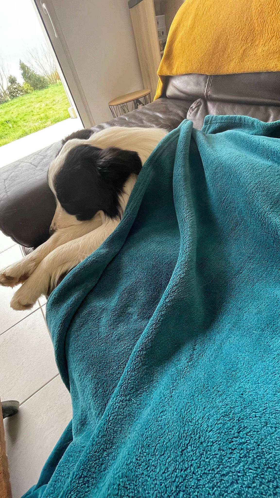 Texas a rejoint le concours — aidez-le/la à gagner de superbes lots ! carnivore, comfort, companion_dog, denim, dog, dog_breed, electric_blue, fashion_accessory, fawn, flooring, fur, grass, green, linens, pattern, plant, sleeve, tints_and_shades, wood, woolen