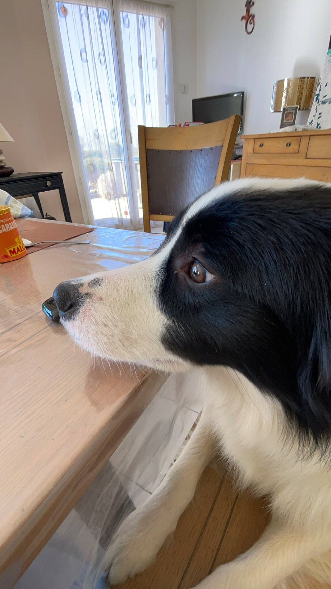 Texas a rejoint le concours — aidez-le/la à gagner de superbes lots ! border_collie, canidae, carnivore, chair, companion_dog, curtain, dog, dog_breed, flooring, fur, hardwood, herding_dog, snout, sporting_group, table, varnish, whiskers, wood, working_animal, working_dog