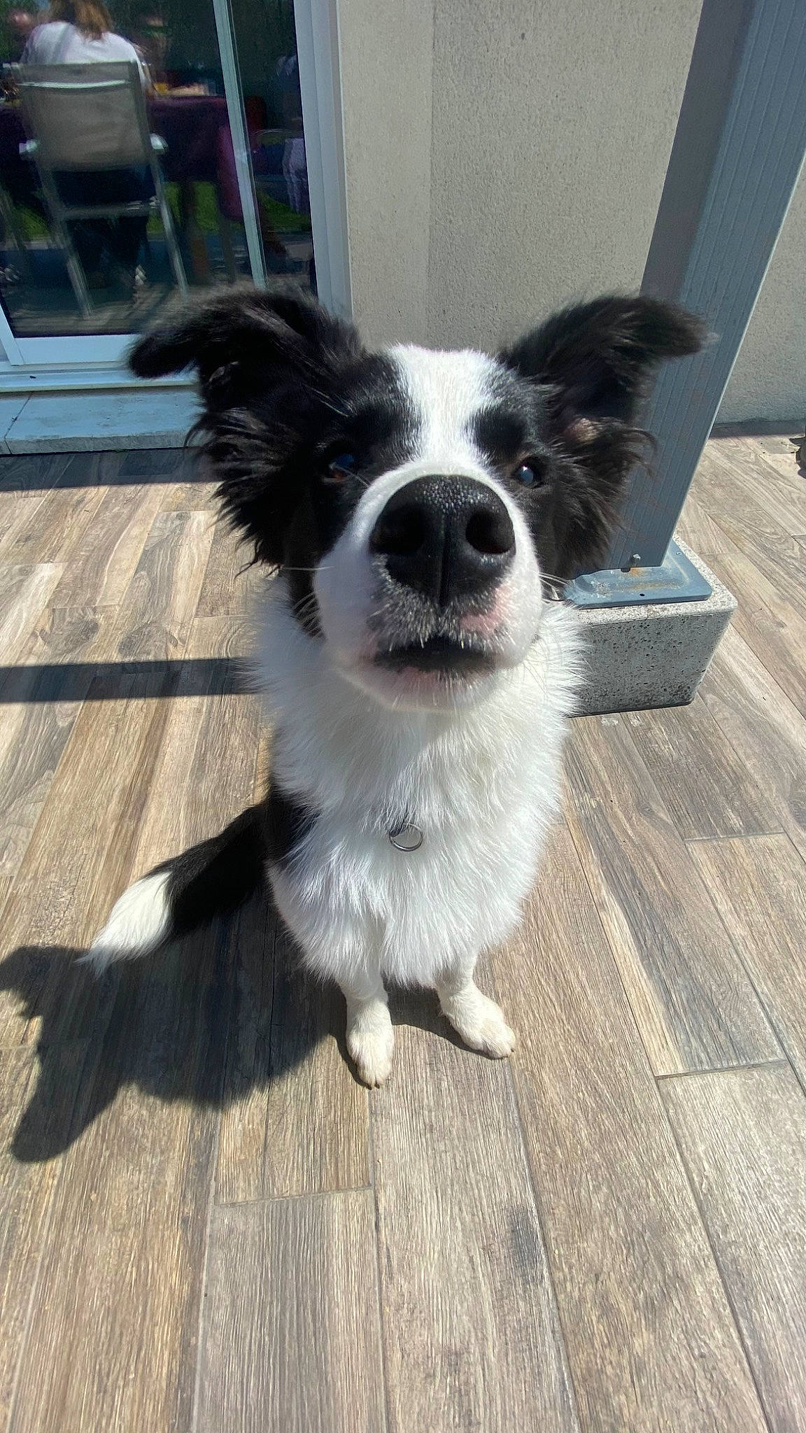 Texas participe au concours pour gagner de l'argent avec cette photo : border_collie, carnivore, companion_dog, dog, dog_breed, door, flooring, fur, hardwood, herding_dog, plant, snout, sporting_group, tail, whiskers, wood, working_animal, working_dog
