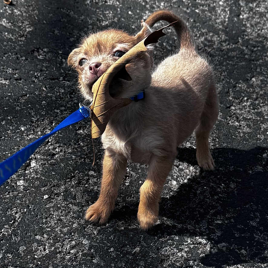 Bear joined the competition — help win amazing prizes! accessories, animal, bodypart, canine, cockerspaniel, dog, finger, goldenretriever, hand, hound, leash, person, pet, poodle, pug, puppy, road, strap, tarmac, terrier