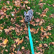 Aribos participe au concours pour gagner de l'argent avec cette photo : dog, puppy, french_bulldog, leash, grass, autumn, fall_leaves, outdoor, pet, animal, nature, greenery, brown_leaves, cute, small_dog, young, sitting, looking_up, ears, collar