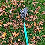 dog, puppy, french_bulldog, leash, grass, autumn, fall_leaves, outdoor, pet, animal, nature, greenery, brown_leaves, cute, small_dog, young, sitting, looking_up, ears, collar