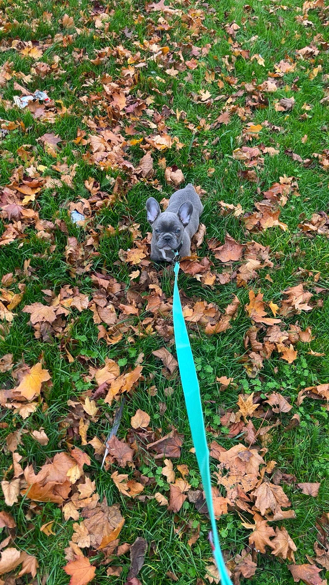 Aribos participe au concours pour gagner de l'argent avec cette photo : dog, puppy, french_bulldog, leash, grass, autumn, fall_leaves, outdoor, pet, animal, nature, greenery, brown_leaves, cute, small_dog, young, sitting, looking_up, ears, collar