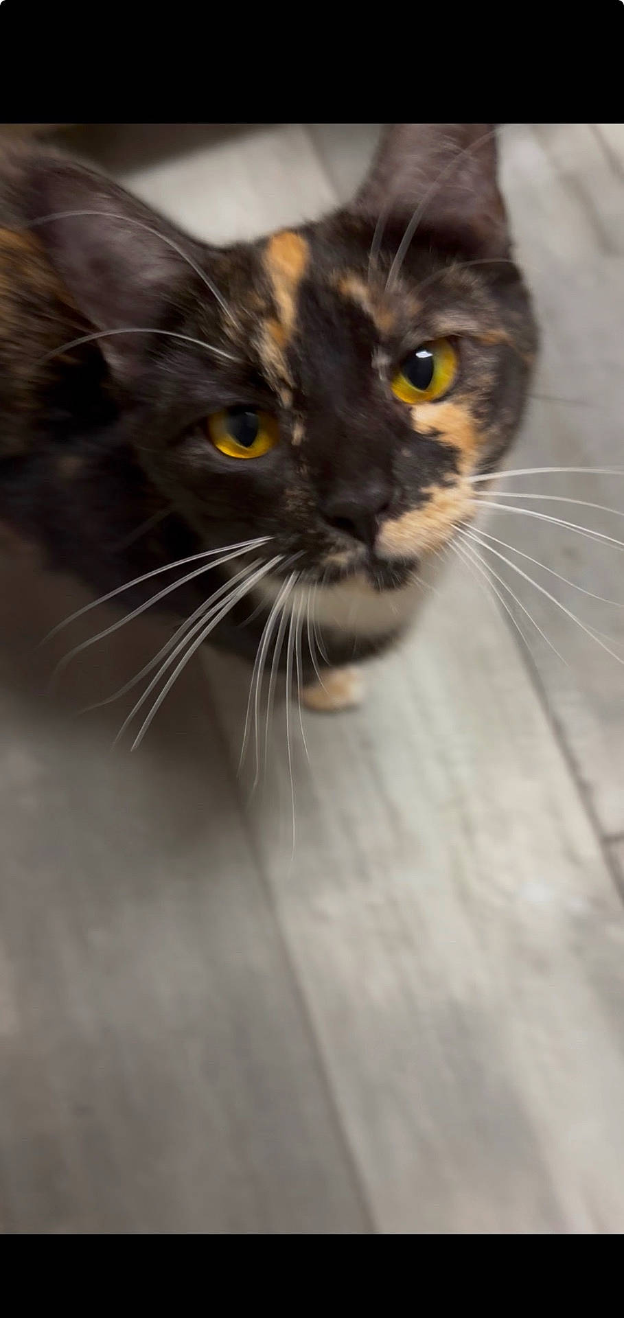 Margo joined the competition — help win amazing prizes! animal, cat, close_up, curious, cute, domestic_animal, ears, feline, fur, indoor, looking_up, pet, portrait, soft_focus, standing, tortoiseshell, whiskers, wooden_floor, yellow_eyes, young_cat