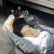Margo is registered to the contest to win money with this photo: animal, blanket, calico, cat, comfort, cozy, cute, floor, fur, home, indoor, looking, pet, relaxed, resting, shadow, soft, sunlight, texture, wooden_floor