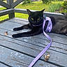 black_cat, cat, pet, animal, outdoor, porch, leash, harness, green_eyes, wooden_floor, garden, plants, grass, daylight, relaxing, nature, closeup, feline, curious, resting