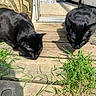 black_cat, cat, animal, pet, outdoor, sunlight, wooden_floor, grass, doorway, greenery, feline, two_animals, closeup, domestic_cat, curious, daylight, nature, resting, ears, whiskers