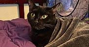 Vanellope joined the competition — help win amazing prizes! black_cat, cat, pet, blanket, bed, purple_bedspread, indoor, feline, yellow_eyes, cozy, resting, play_tent, spiderweb_pattern, colorful, wooden_headboard, fur, domestic_animal, curious, relaxed, home