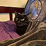 black_cat, cat, pet, blanket, bed, purple_bedspread, indoor, feline, yellow_eyes, cozy, resting, play_tent, spiderweb_pattern, colorful, wooden_headboard, fur, domestic_animal, curious, relaxed, home