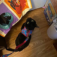 Vanellope is registered to the contest to win money with this photo: black_cat, cat, harness, leash, wooden_floor, colorful_fabric, cartoon_cat, box, cat_scratcher, indoor, pet, curious, looking_up, floor, animal, domestic_animal, whiskers, ears, tail, household