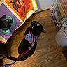 black_cat, cat, harness, leash, wooden_floor, colorful_fabric, cartoon_cat, box, cat_scratcher, indoor, pet, curious, looking_up, floor, animal, domestic_animal, whiskers, ears, tail, household