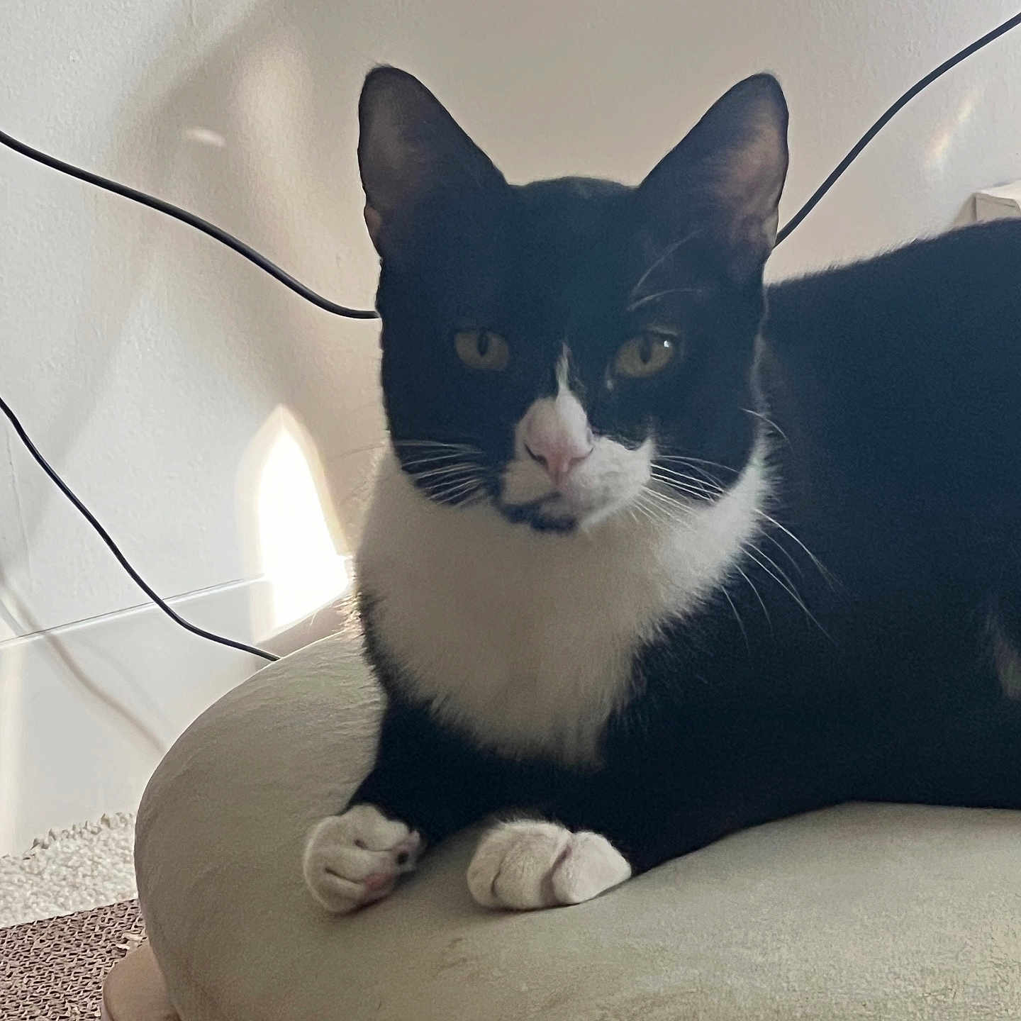 Luna joined the competition — help win amazing prizes! cat, tuxedo_cat, black_and_white, feline, pet, animal, portrait, sitting, indoors, chair, cushion, white_paws, whiskers, pointed_ears, green_eyes, pink_nose, sunlight, wall, cables, scratching_mat