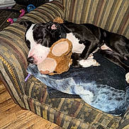 Zeus joined the competition — help win amazing prizes! animal, black_and_white, blanket, canine, comfort, couch, cozy, dog, domestic, floor, fur, furniture, home, indoor, pet, plush_toy, relaxing, resting, sleeping, wood