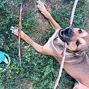 Aida Rose is registered to the contest to win money with this photo: animal, canine, chewing, closeup, daylight, dog, fur, grass, greenery, happy, laying, mouth, nature, outdoor, paw, pet, playful, stick, summer, toy