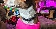 Sadie joined the competition — help win amazing prizes! aquarium, blanket, brown_and_white, canine, collar, couch, cozy, curious, dog, domestic_animal, furniture, home, indoors, living_room, pet, pink_harness, purple_light, relaxed, side_view, sitting