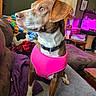 alert, blanket, brown_dog, canine, colorful, companion, couch, cozy, curious, decor, dog, domestic_animal, furniture, home_interior, indoor, pet, pink_harness, portrait, resting, sitting