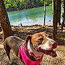 Sadie is registered to the contest to win money with this photo: dog, brown_dog, white_dog, pink_harness, pink_leash, outdoor, lake, trees, sunlight, gravel_path, smiling_dog, nature, forest, canine, happy_dog, daylight, pets, walking, summer, scenic