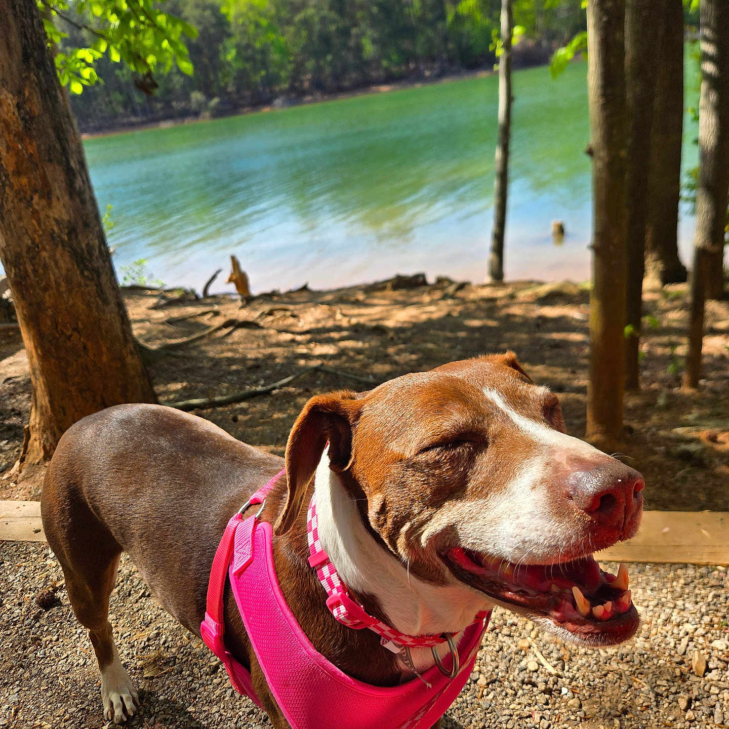 Sadie is registered to the contest to win money with this photo: dog, brown_dog, white_dog, pink_harness, pink_leash, outdoor, lake, trees, sunlight, gravel_path, smiling_dog, nature, forest, canine, happy_dog, daylight, pets, walking, summer, scenic