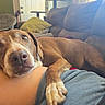 Sadie joined the competition — help win amazing prizes! animal, brown_dog, canine, casual, close_up, comfortable, couch, cozy, dog, furniture, home, indoor, lap, living_room, looking_up, person, pet, relaxed, resting, soft_light