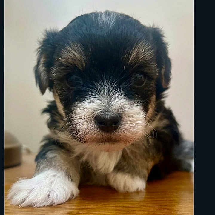 Bonnie a rejoint le concours — aidez-le/la à gagner de superbes lots ! puppy, dog, cute, fluffy, pet, animal, small, young, fur, black, white, brown, face, portrait, indoor, wood, floor, looking, closeup, adorable