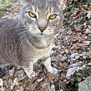 The Dude joined the competition — help win amazing prizes! animal, cat, close_up, curious, daylight, ears, eyes, fur, gray_tabby, ground, leaves, mammal, nature, nose, outdoor, pet, portrait, whiskers, wildlife, yellow_eyes
