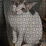 advertisement, animal, box, cat, domestic_cat, ecommerce, feline, gray, jigsaw_puzzle, looking, orange_eyes, pet, photo, portrait, product_page, puzzle_pieces, sitting, text, website, white