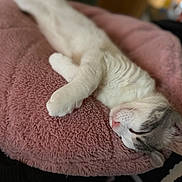 Marcus joined the competition — help win amazing prizes! animal, cat, closeup, comfort, cozy, cute, domestic_cat, fur, gray_fur, indoor, nap, peaceful, pet, pink_cushion, relaxation, resting, sleeping, soft_texture, whiskers, white_fur