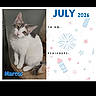 2026, animal, calendar, calendar_page, cat, cute, domestic_cat, feline, fireworks, gray_spots, holiday_theme, indoor, july, pet, portrait, reminders, sitting, stars, text, white_cat