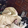 animal, bed, black_cat, cat, cozy, cuddling, curious, domestic_animal, fur, furniture, indoor, pet, quilt, remote_control, resting, sleeping_cat, tuxedo_cat, white_cat, wooden_dresser, yellow_eyes