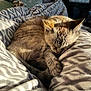 Mishka is registered to the contest to win money with this photo: cat, sleeping, cozy, blanket, pattern, indoor, pet, fur, resting, soft, sunlight, shadow, comfort, animal, mammal, domestic, relaxation, cute, warm, peaceful