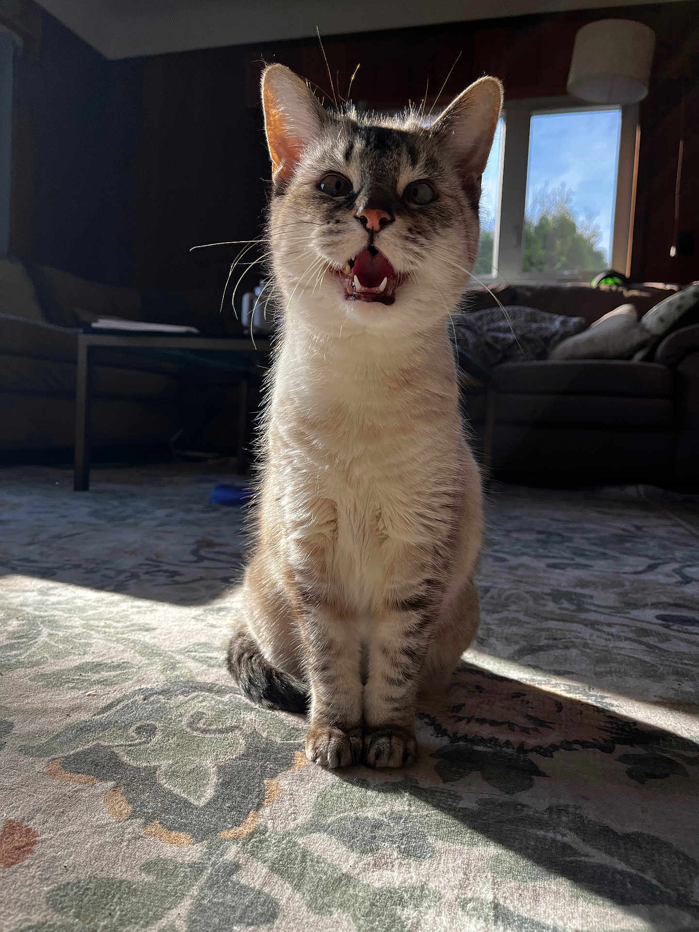 Mishka is registered to the contest to win money with this photo: cat, indoor, carpet, living_room, sunlight, window, couch, table, pet, feline, whiskers, mouth_open, fur, domestic_animal, home, animal, sitting, bright, daylight, curiosity