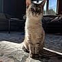 cat, animal, pet, indoor, living_room, carpet, sunlight, window, furniture, sofa, table, shadow, whiskers, ears, fur, sitting, relaxed, domestic, cozy, daylight